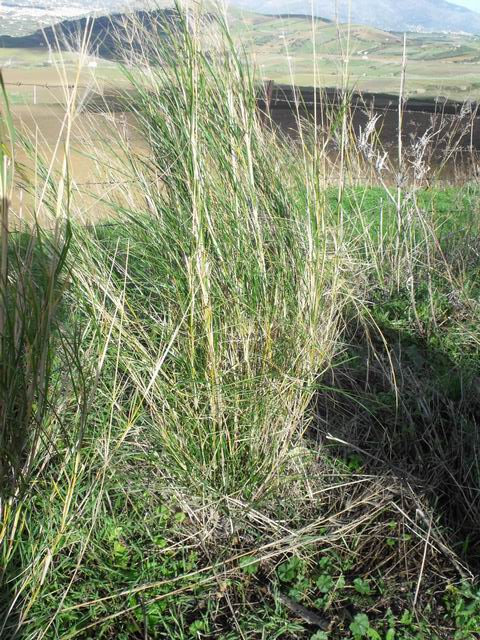 Oloptum thomasii (=Piptatherum miliaceum subsp. thomasii)